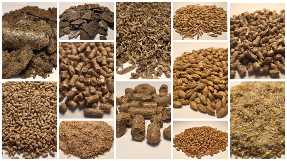 Улучшение пищеварения и обмена веществ у птиц